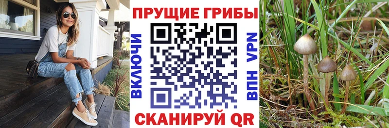 KRAKEN зеркало Челябинск Псилоцибиновые грибы прущие грибы купить цена